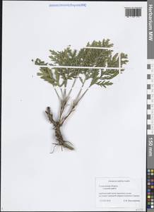 Artemisia latifolia Ledeb., Eastern Europe, Middle Volga region (E8) (Russia)
