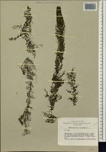 Utricularia vulgaris L., Siberia, Altai & Sayany Mountains (S2) (Russia)