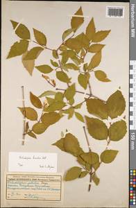 Philadelphus hirsutus Nutt., Eastern Europe, Moscow region (E4a) (Russia)