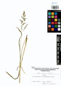 Poa sibirica Roshev., Siberia, Baikal & Transbaikal region (S4) (Russia)