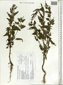 Atriplex sagittata Borkh., Eastern Europe, Central region (E4) (Russia)