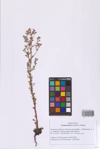 Chamaerhodos erecta (L.) Bunge, Siberia, Russian Far East (S6) (Russia)