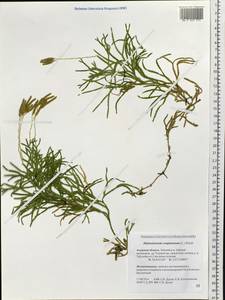 Diphasiastrum complanatum (L.) Holub, Siberia, Russian Far East (S6) (Russia)