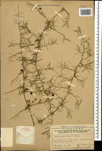 Asparagus verticillatus L., Caucasus, Azerbaijan (K6) (Azerbaijan)