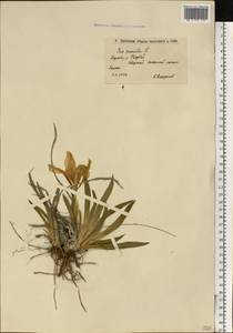 Iris pumila L., Eastern Europe, Lower Volga region (E9) (Russia)