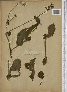 Sonchus oleraceus L., Eastern Europe, Latvia (E2b) (Latvia)