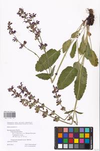 MHA 0 008 102, Salvia pratensis L., Eastern Europe, Central forest-and-steppe region (E6) (Russia)