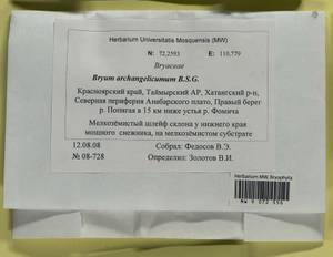 Ptychostomum archangelicum (Bruch & Schimp.) J.R. Spence, Bryophytes, Bryophytes - Krasnoyarsk Krai, Tyva & Khakassia (B17) (Russia)