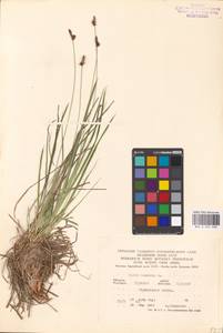 Carex montana L., Eastern Europe, Central forest-and-steppe region (E6) (Russia)