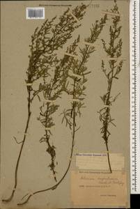 Artemisia daghestanica Krasch. & Poretzky, Caucasus, Dagestan (K2) (Russia)