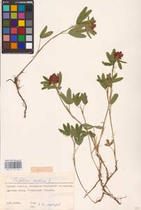 Trifolium medium L., Eastern Europe, Central forest-and-steppe region (E6) (Russia)