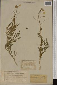 Diplotaxis tenuifolia (L.) DC., Western Europe (EUR) (Sweden)