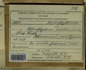Callicladium haldaneanum (Grev.) H.A. Crum, Bryophytes, Bryophytes - Central forest-and-steppe region (B10) (Russia)