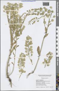 Thlaspi arvense L., Eastern Europe, Central forest-and-steppe region (E6) (Russia)