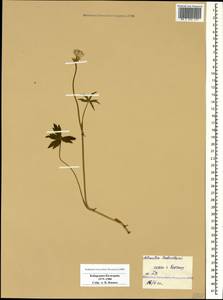 Astrantia trifida Hoffm., Caucasus, Stavropol Krai, Karachay-Cherkessia & Kabardino-Balkaria (K1b) (Russia)