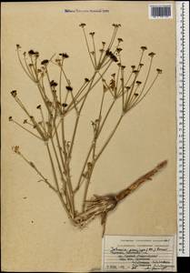 Dichoropetalum paucijugum (DC.) Pimenov & Kljuykov, Caucasus, Armenia (K5) (Armenia)