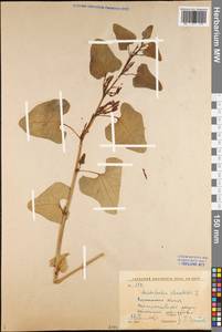 Aristolochia clematitis L., Eastern Europe, Central forest-and-steppe region (E6) (Russia)