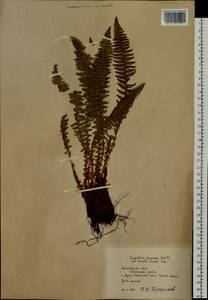 Dryopteris fragrans (L.) Schott, Siberia, Russian Far East (S6) (Russia)