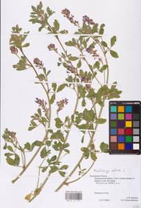 Medicago sativa L., Eastern Europe, Central region (E4) (Russia)