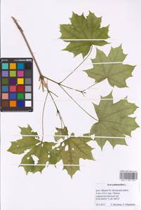 Acer platanoides L., Eastern Europe, Middle Volga region (E8) (Russia)