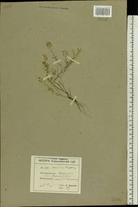 Meniocus linifolius (Stephan ex Willd.) DC., Eastern Europe, North Ukrainian region (E11) (Ukraine)