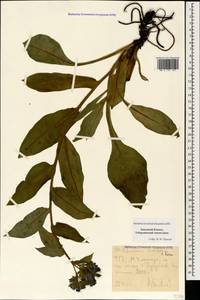 Pulmonaria mollis J.P.Wolff ex J.F.Lehm., Caucasus, Stavropol Krai, Karachay-Cherkessia & Kabardino-Balkaria (K1b) (Russia)