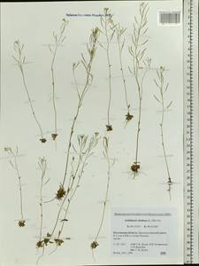 Arabidopsis thaliana (L.) Heynh., Eastern Europe, Rostov Oblast (E12a) (Russia)