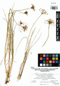 Allium anisopodium Ledeb., Siberia, Baikal & Transbaikal region (S4) (Russia)