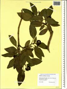 Hedera colchica (K. Koch) K. Koch, Caucasus, Black Sea Shore (from Novorossiysk to Adler) (K3) (Russia)