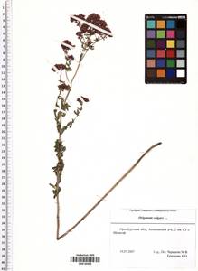 Origanum vulgare L., Eastern Europe, Eastern region (E10) (Russia)