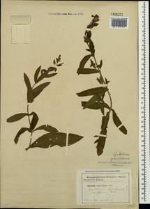 Epilobium hirsutum L., Crimea (KRYM) (Russia)