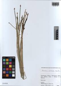 KUZ 002 194, Eleocharis mamillata subsp. austriaca (Hayek) Strandh., Siberia, Altai & Sayany Mountains (S2) (Russia)