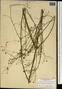 Leutea petiolaris (DC.) Pimenov, South Asia, South Asia (Asia outside ex-Soviet states and Mongolia) (ASIA) (Iran)