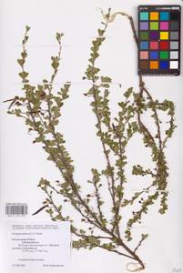 Caragana frutex (L.) K.Koch, Eastern Europe, Central forest-and-steppe region (E6) (Russia)