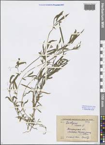 Lathyrus cicera L., Middle Asia, Western Tian Shan & Karatau (M3) (Uzbekistan)
