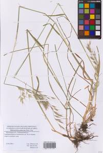 Avenula pubescens (Huds.) Dumort., Eastern Europe, Moscow region (E4a) (Russia)