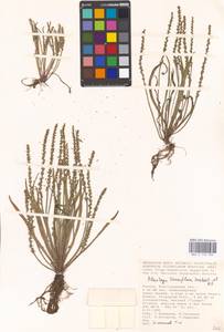 Plantago tenuiflora Waldst. & Kit., Eastern Europe, Lower Volga region (E9) (Russia)