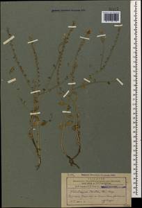Heliotropium szovitsii (Stev.) Stschegl., Caucasus, Armenia (K5) (Armenia)