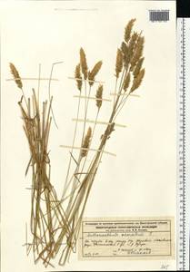 Anthoxanthum odoratum L., Eastern Europe, Volga-Kama region (E7) (Russia)