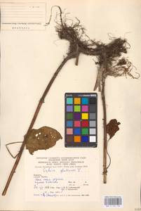 MHA 0 156 156, Salvia glutinosa L., Eastern Europe, West Ukrainian region (E13) (Ukraine)