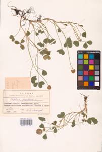 Trifolium fragiferum L., Eastern Europe, South Ukrainian region (E12) (Ukraine)