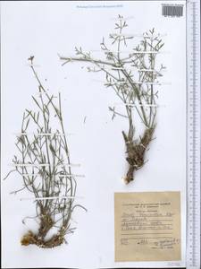 Seseli tenuisectum Regel & Schmalh., Middle Asia, Western Tian Shan & Karatau (M3) (Tajikistan)