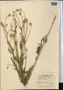 Cephalaria syriaca (L.) Schrad., Middle Asia, Syr-Darian deserts & Kyzylkum (M7) (Uzbekistan)