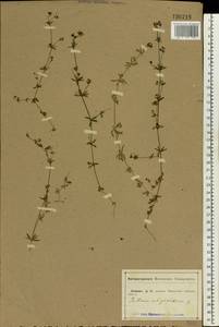 Galium uliginosum L., Eastern Europe, Central forest-and-steppe region (E6) (Russia)