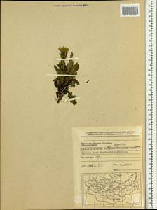 Cirsium, Mongolia (MONG) (Mongolia)