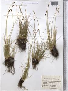 Carex capillifolia (Decne.) S.R.Zhang, Middle Asia, Northern & Central Tian Shan (M4) (Kyrgyzstan)