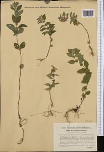 Mentha × verticillata L., Western Europe (EUR) (Slovenia)