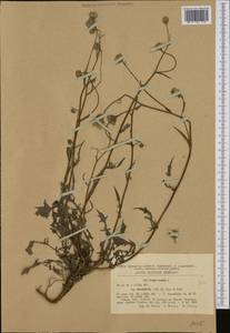 Crepis foetida subsp. rhoeadifolia (M. Bieb.) Celak., Western Europe (EUR) (Romania)