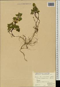 Lamium tomentosum Willd., Caucasus, South Ossetia (K4b) (South Ossetia)