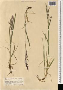 Bromus inermis Leyss., Mongolia (MONG) (Mongolia)